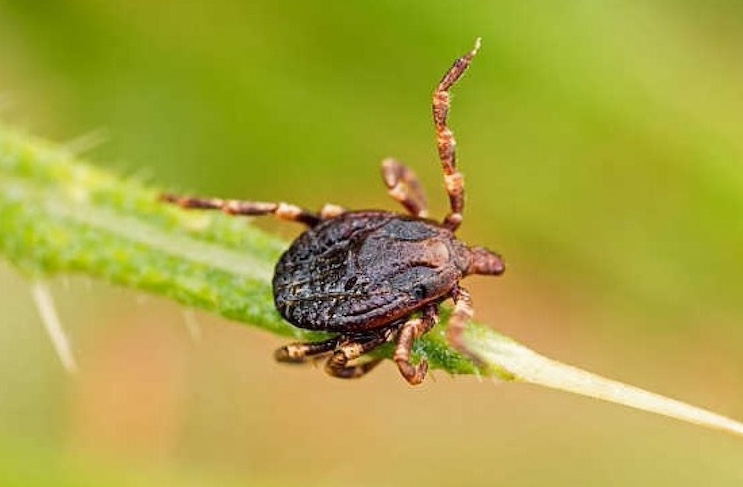 Australian child died from meat-borne allergy.