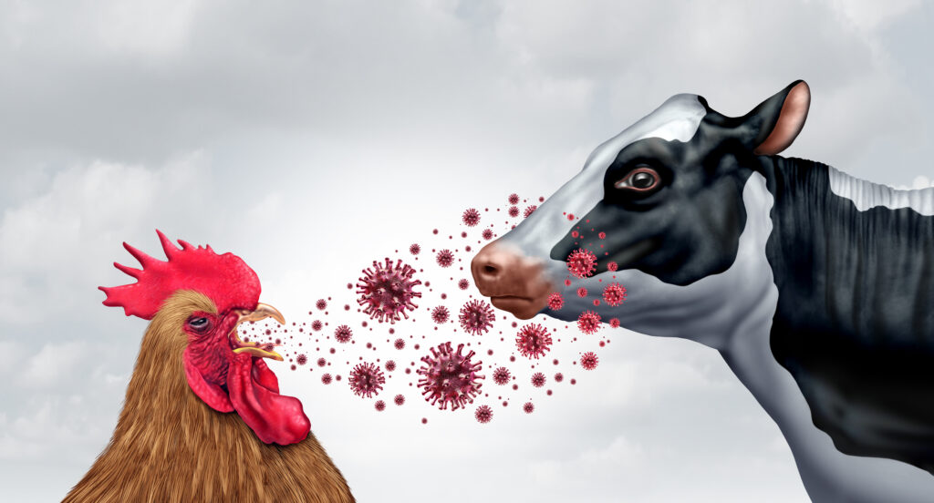 chicken cow bird flu