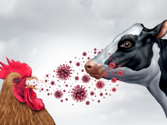 chicken cow bird flu