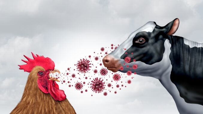 chicken cow bird flu