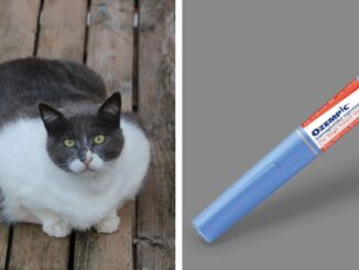 Obese cats are going blind as owners give them Ozempic.