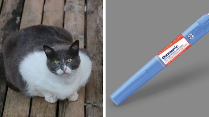 Obese Cats Are Now Going Blind As Owners Give Them Ozempic to Lose Weight