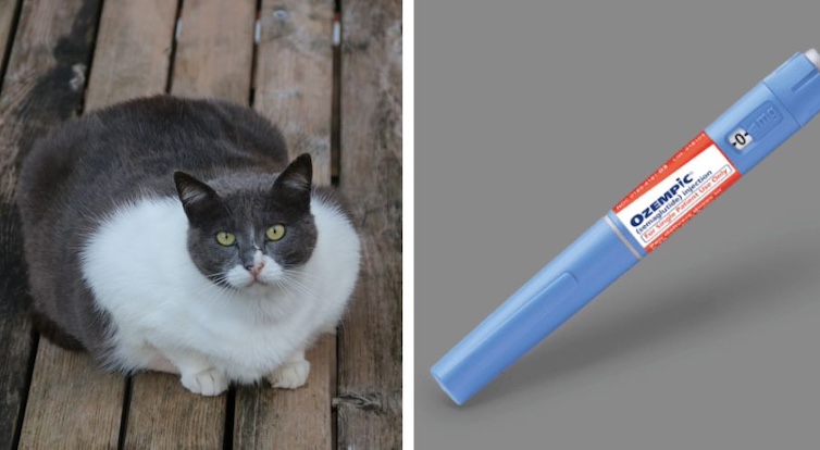 Obese cats are going blind as owners give them Ozempic.
