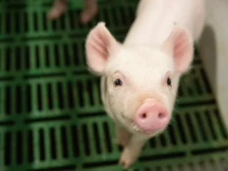 PIG...gm pork in Canada