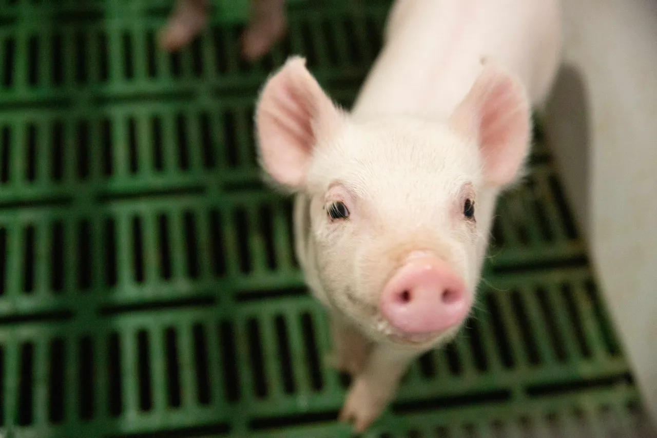Genetically Modified Pork Approved For Human Consumption In Canada