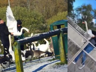 British migrants are butchering and eating swans and ducks in the UK.