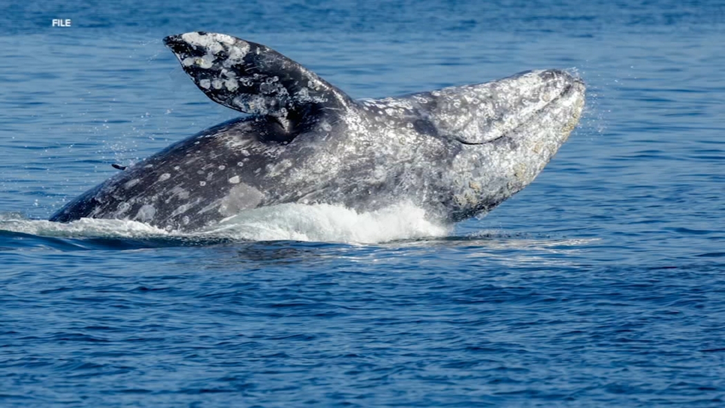 Gray Whales Are Dying At An Alarming Rate In San Francisco’s Waters