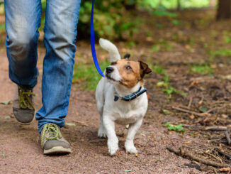 dog out walking