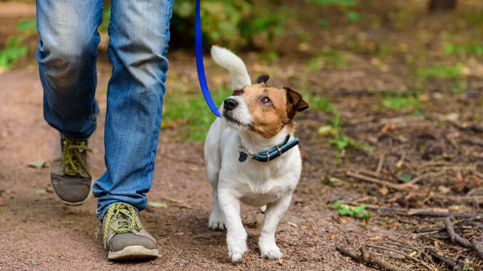 dog out walking