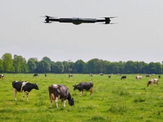 drones cattle