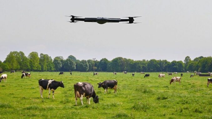 drones cattle