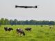 drones cattle
