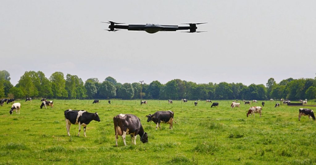 drones cattle