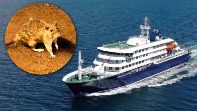 CRUISE SHIP RAT VIRUS