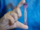 Hantavirus genome was build by U.S. military using human blood.