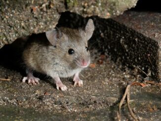 Mouse
