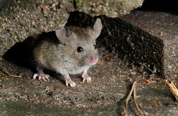 Western Australia Experiencing An Out Of Control Mouse Plague
