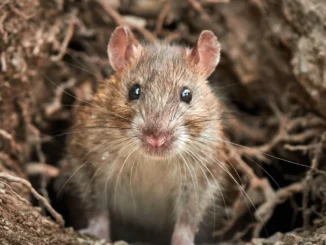 rat hantavirus
