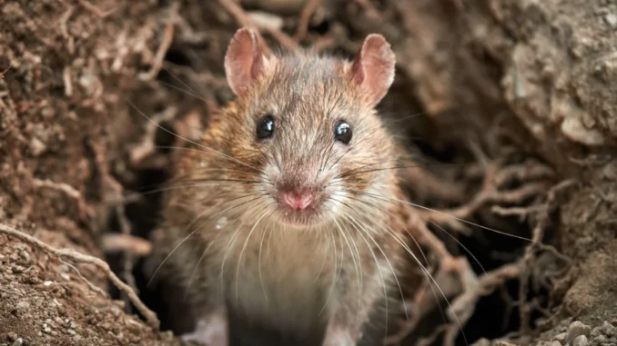 rat hantavirus